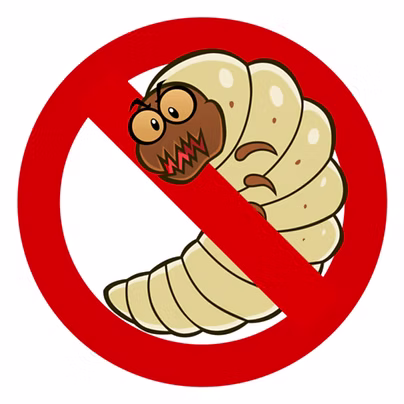 Woodworm treatment